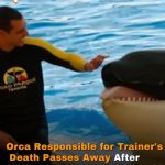 Orca Responsible for Trainer’s Death Passes Away After Lifelong Captivity at SeaWorld