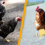 People are only now uncovering the dark meaning behind the ‘chicken crossing the road’ joke