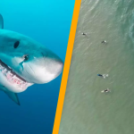 Only those with ‘eagle eyes’ can spot this hidden shark in the sea