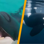 Eerie recording of orcas mimicking human speech leaves people both fascinated and frightened